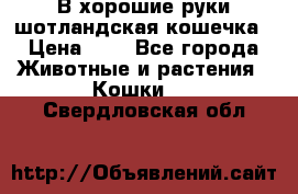 В хорошие руки шотландская кошечка › Цена ­ 7 - Все города Животные и растения » Кошки   . Свердловская обл.